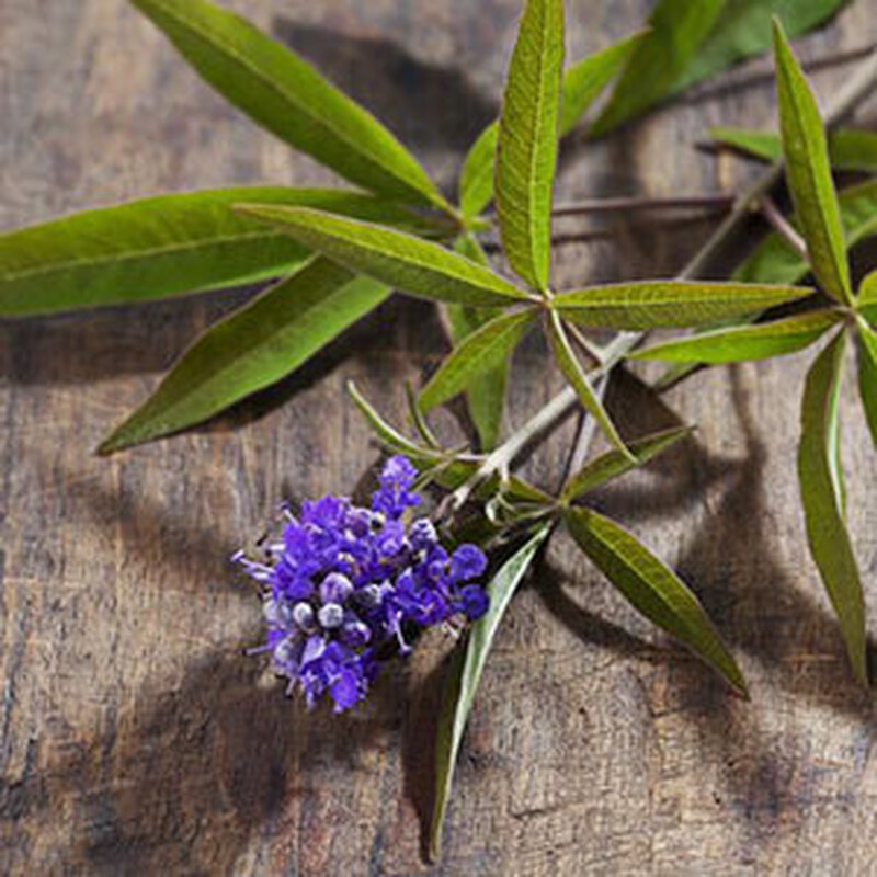 聖潔莓功效全解析｜天然黃體素可以調節生理週期月月順暢？