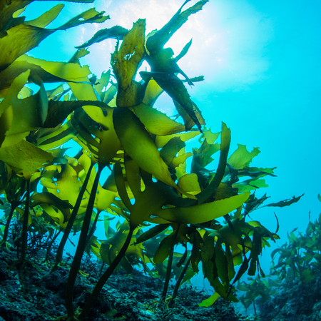 【2026最新】海藻鈣推薦10大熱門品牌一次看！高效補鈣就選這款