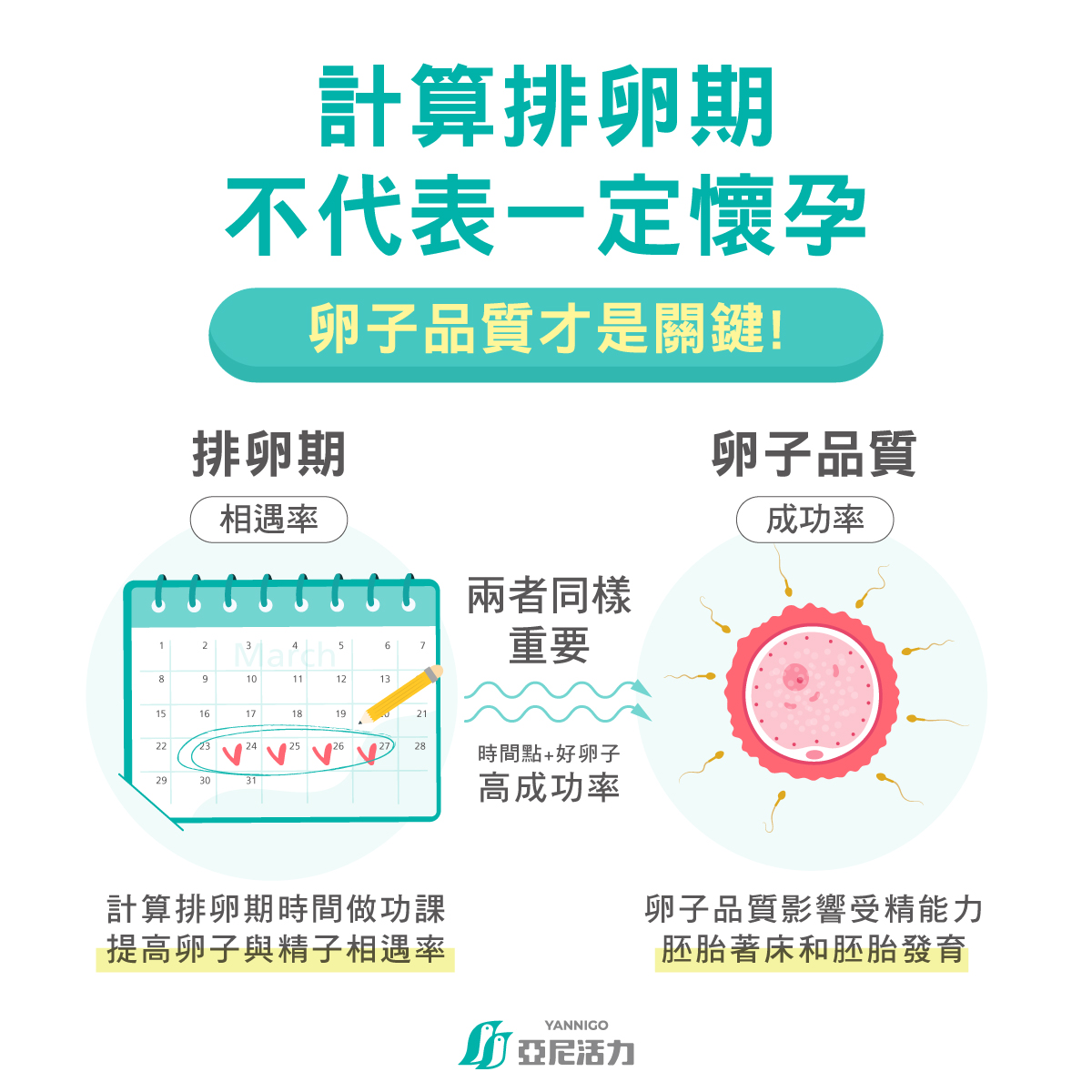 排卵期是「時間」，卵子品質才是「成功率」