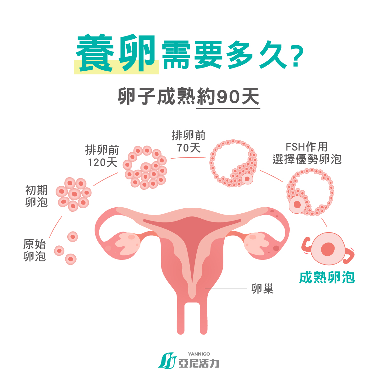 養卵需要多久？