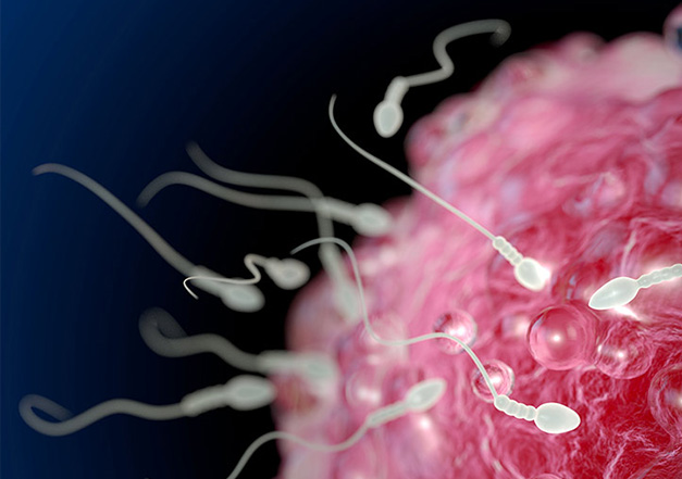 男性孕前必吃營養食物